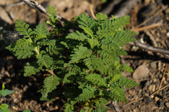 Chamaebatia foliolosa