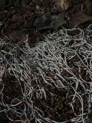 Thamnolia vermicularis