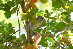 Baeolophus inornatus