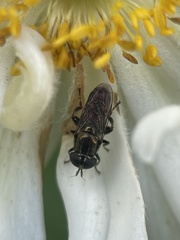 Eumerus