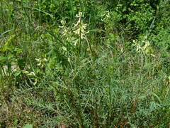 Astragalus sheldonii
