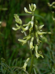 Astragalus sheldonii