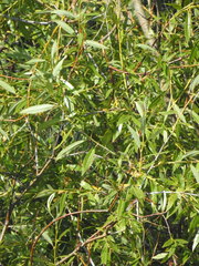 Salix acutifolia