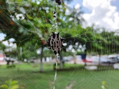 Gasteracantha cancriformis
