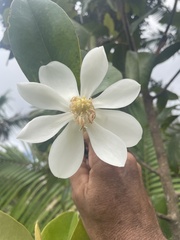 Magnolia splendens