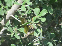 Icterus spurius