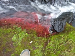 Sphagnum magellanicum