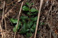 Cupaniopsis anacardioides