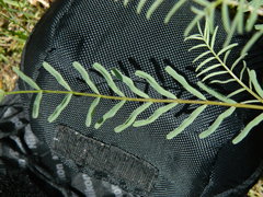 Astragalus sheldonii