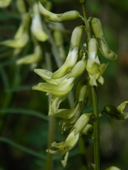 Astragalus sheldonii