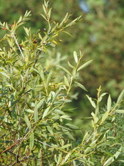 Salix acutifolia