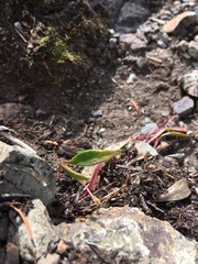Claytonia multiscapa pacifica