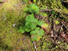 Rubus chamaemorus