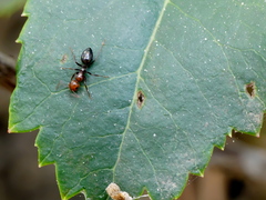 Camponotus lateralis