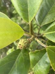 Magnolia splendens