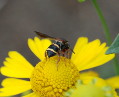Epeolus bifasciatus