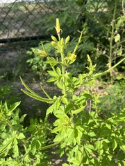 Cleome viscosa