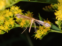 Gillmeria pallidactyla