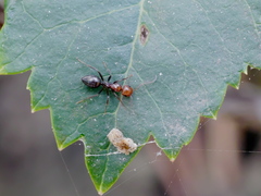 Camponotus lateralis