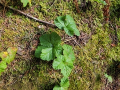 Rubus chamaemorus