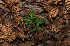 Schinus terebinthifolia