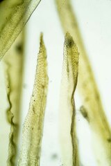 Aulacomnium palustre