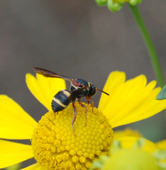 Epeolus bifasciatus