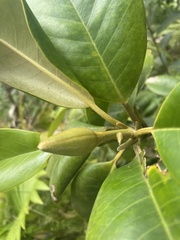 Magnolia splendens