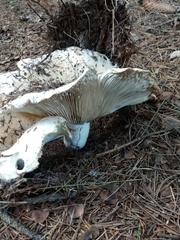 Russula brevipes