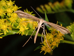 Gillmeria pallidactyla