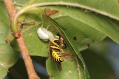 Misumessus oblongus