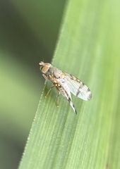 Sphenella marginata