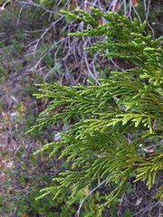 Cupressus nootkatensis