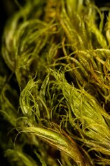 Aulacomnium palustre