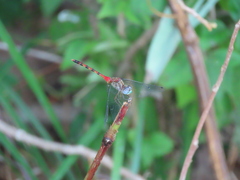 Sympetrum ambiguum