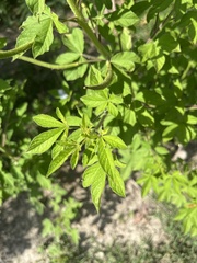 Cleome viscosa