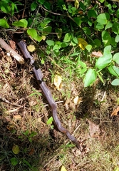 Pantherophis spiloides