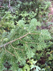 Abies amabilis