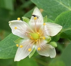 Hypericum virginicum