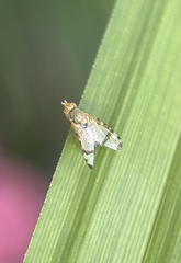 Sphenella marginata