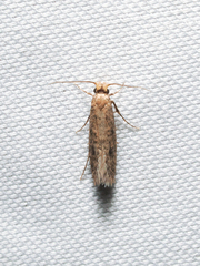 Tinea pellionella