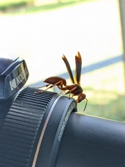 Polistes carolina