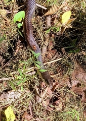 Pantherophis spiloides