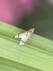 Sphenella marginata