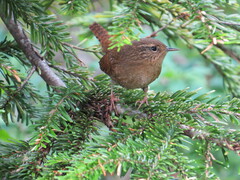 Troglodytes pacificus
