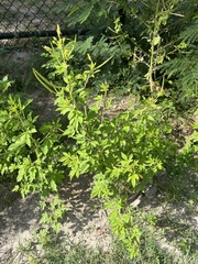Cleome viscosa
