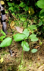 Pantherophis spiloides