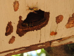 Polistes aurifer