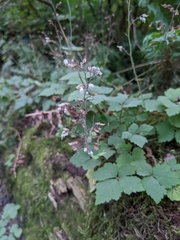 Tiarella