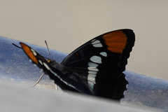 Adelpha californica